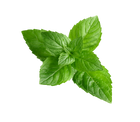 薄荷