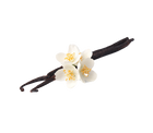 香草